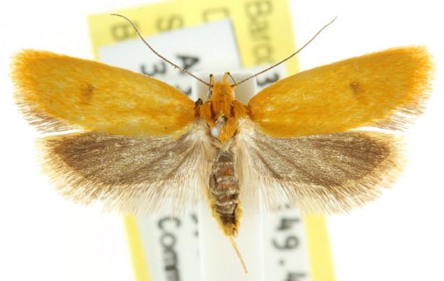 Endeolena xanthiella