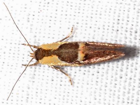 Euthictis xanthodelta