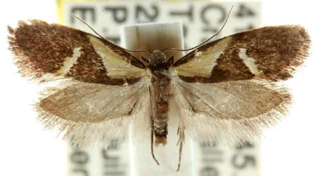 Euthictis xanthodelta