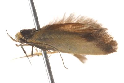 Phauloplana xiphomorpha