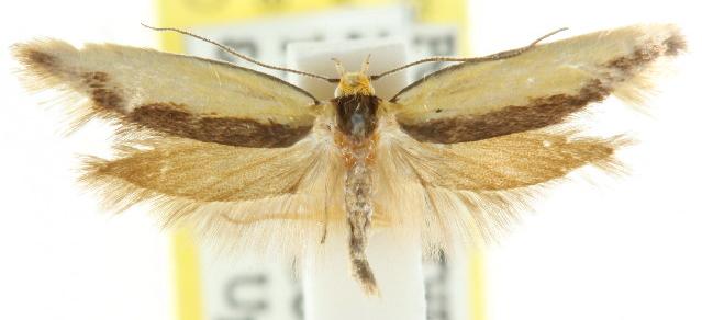 Phauloplana xiphomorpha