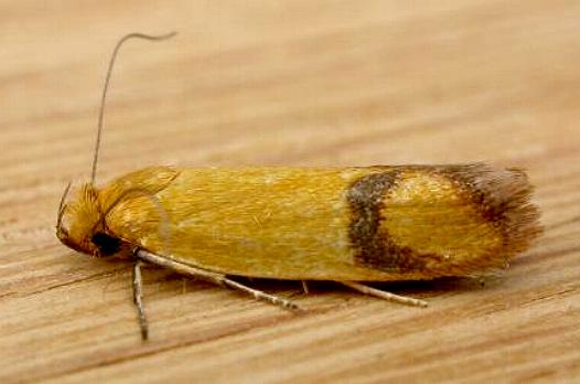 Plectobela zanclotoma