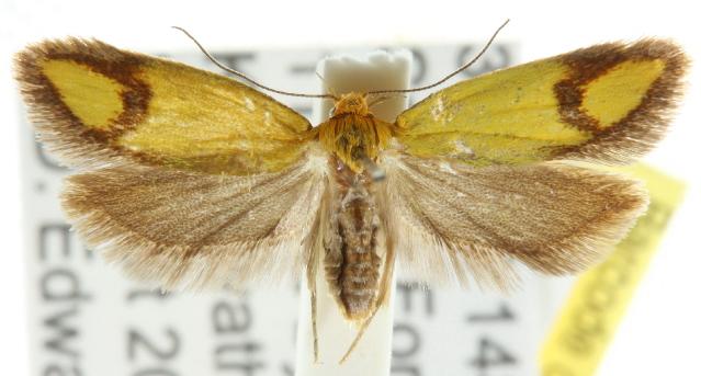 Plectobela zanclotoma