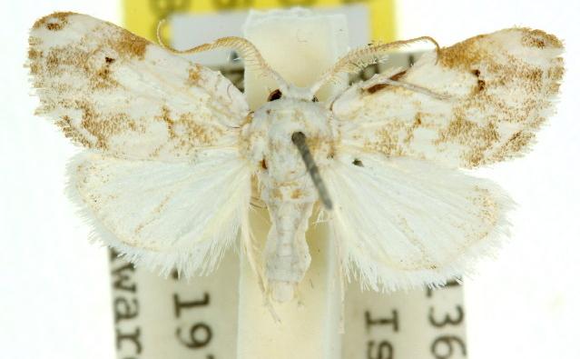 Niphopyralis chionesis