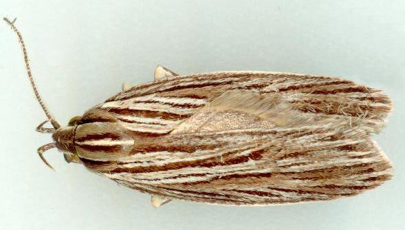 Leistarcha amphigramma