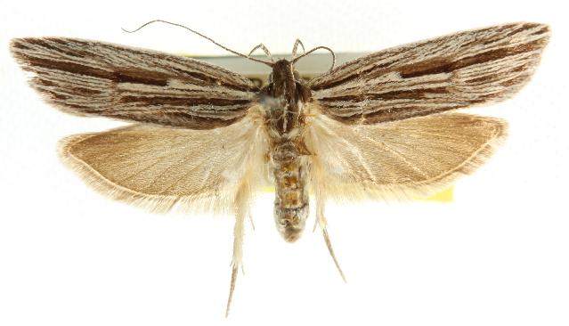 Leistarcha amphigramma