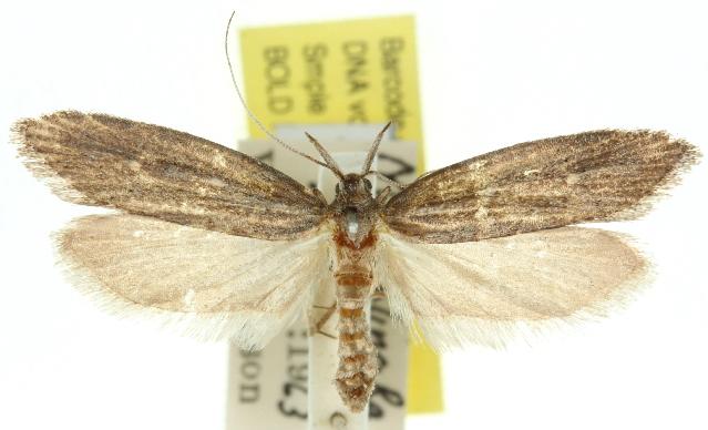 Heterochyta aprepta