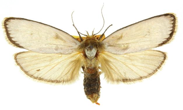 Cryptophasa argyrias
