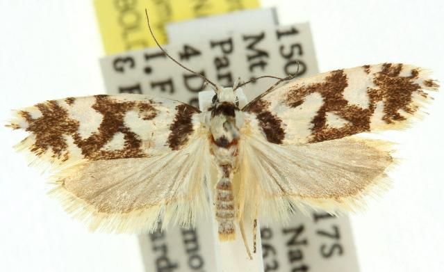 Lichenaula comparella