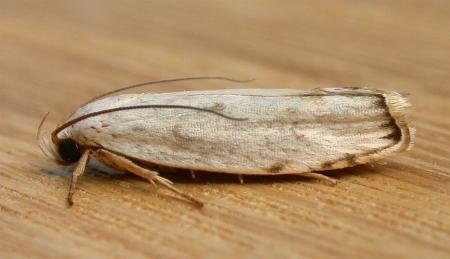 Plectophila discalis