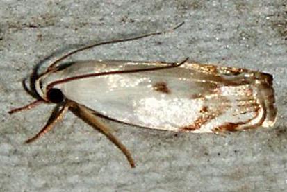 Plectophila discalis