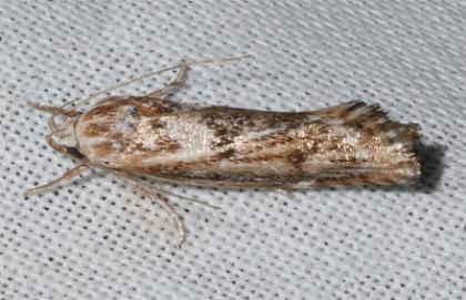 Clerarcha dryinopa