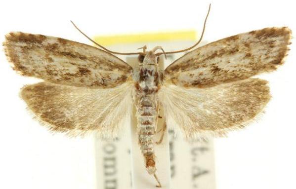 Clerarcha dryinopa
