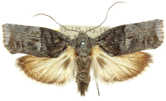 Illidgea epigramma
