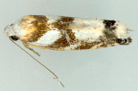 Plectophila eucrines