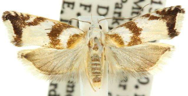 Plectophila eucrines