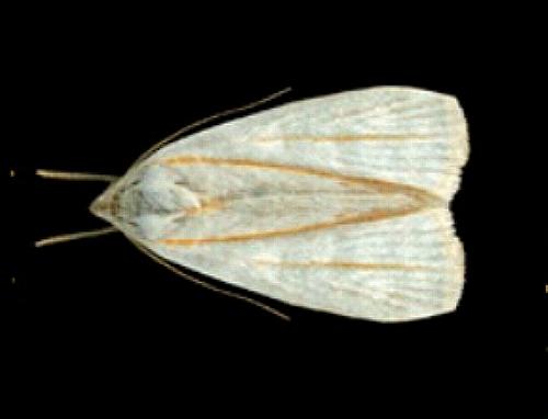 Cryptophasa flavolineata