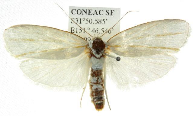 Cryptophasa flavolineata