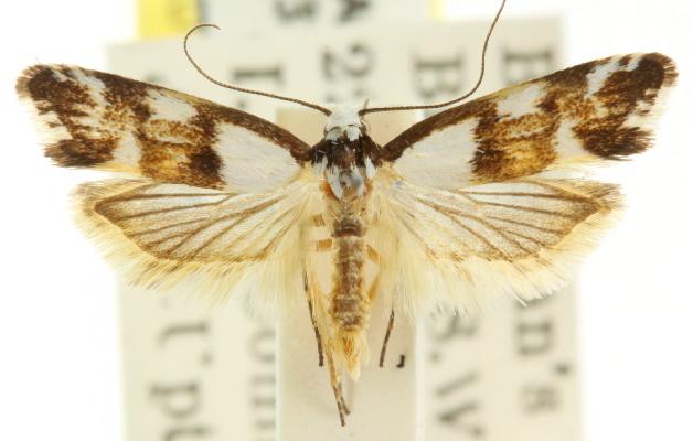Zaphanaula hemileuca