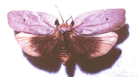 Uzucha humeralis