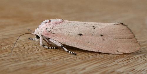 Cryptophasa hyalinopa