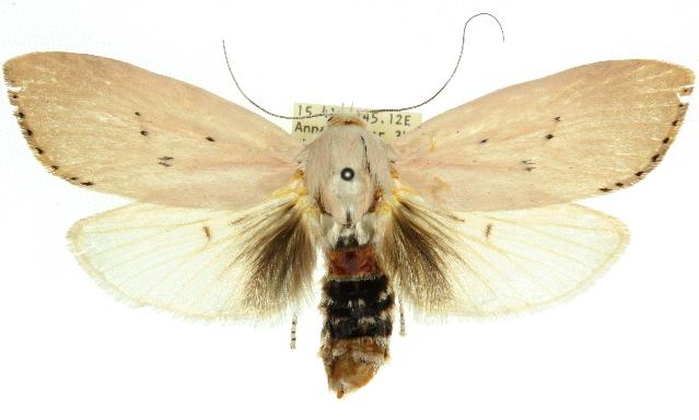 Cryptophasa hyalinopa