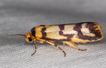 Cryptophasa insana