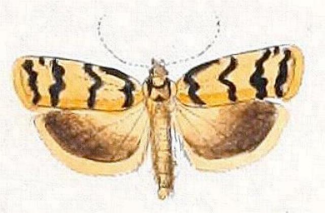 Cryptophasa insana