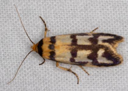 Cryptophasa insana