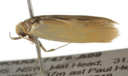 Chalarotona intabescens