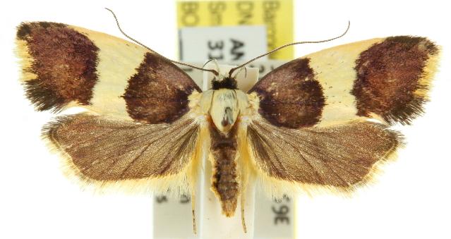 Telecrates laetiorella