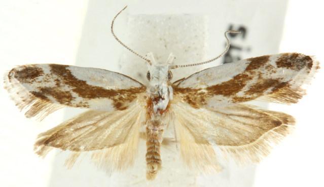 Lichenaula laniata<