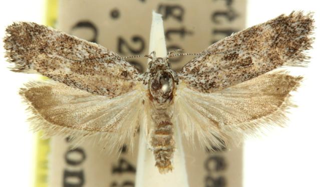 Lichenaula lithina