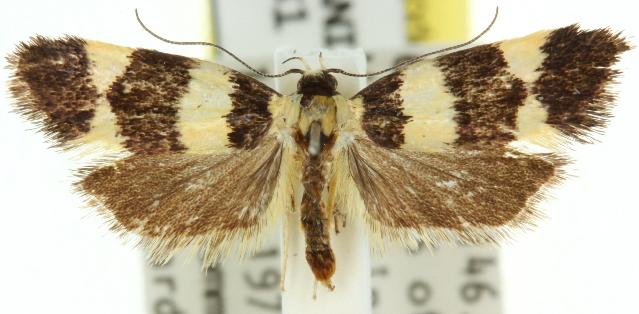 Telecrates melanochrysa