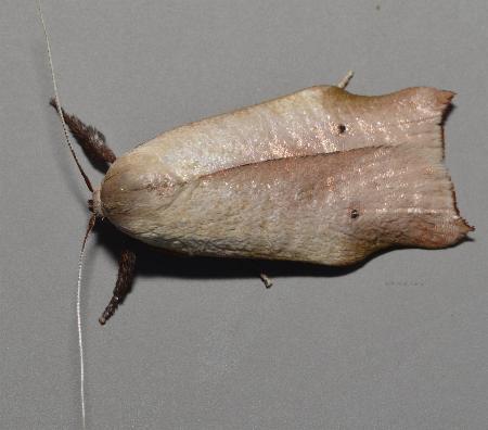 Echiomima mythica