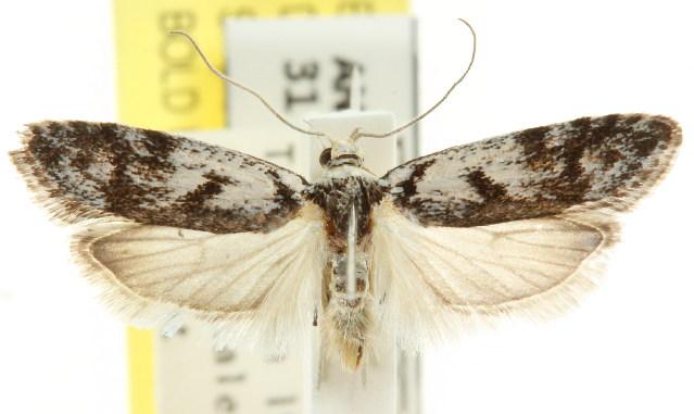 Lichenaula onychotypa