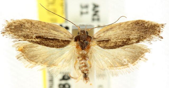 Phthonerodes peridela