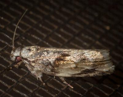 Lichenaula phloeochroa
