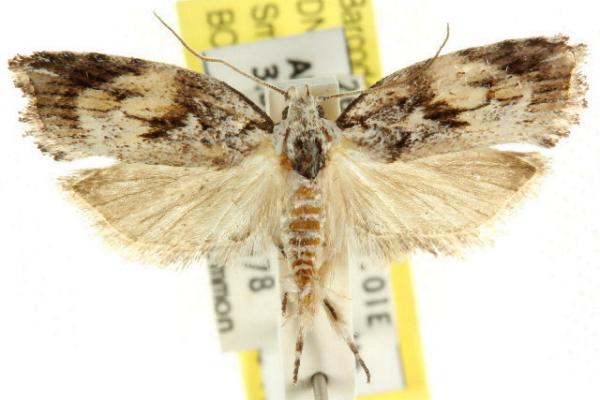 Lichenaula phloeochroa