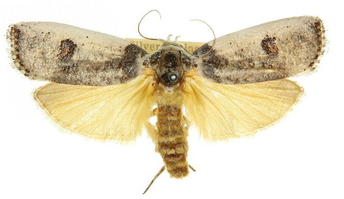 Cryptophasa platypedimela