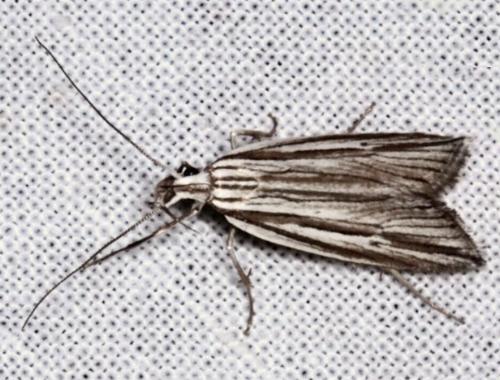 Bida radiosella