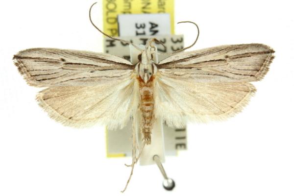 Bida radiosella