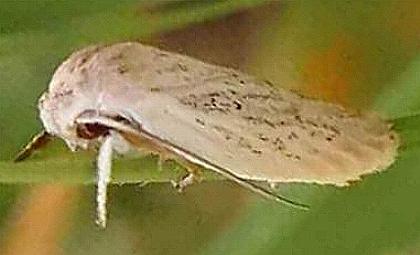 Scieropepla reversella