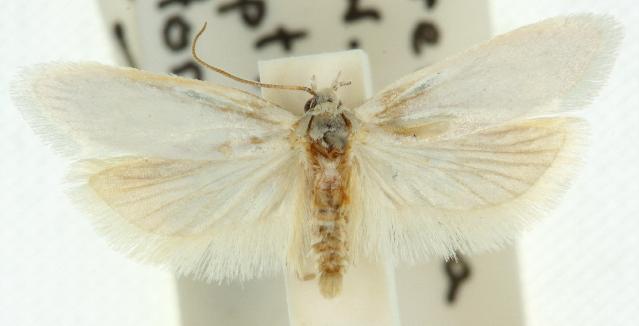 Scieropepla reversella