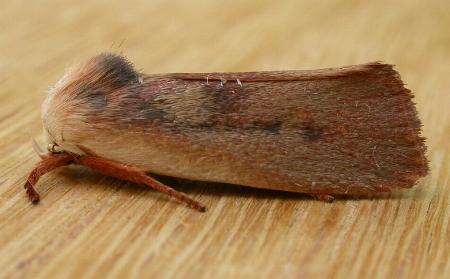 Cryptophasa rubescens