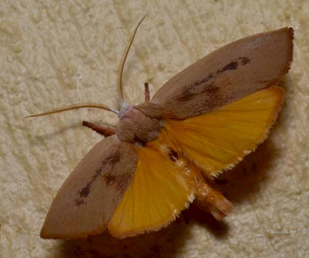 Cryptophasa rubescens