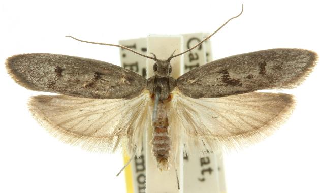 Scieropepla serina