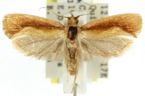 Bassarodes siriaca