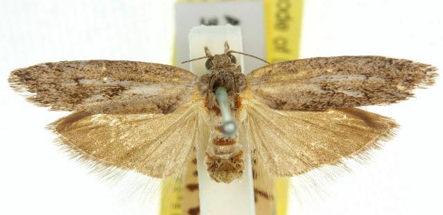 Boydia stenadelpha