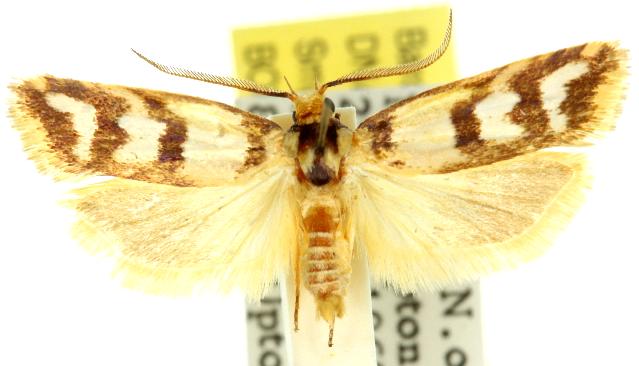 Cryptophasa tetrazona